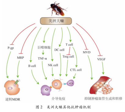 哪些慢性疾病能够服用美洲大蠊